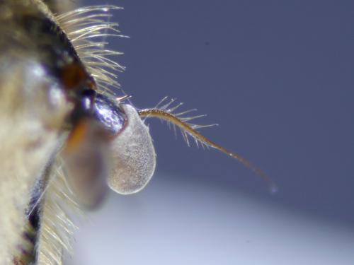 Eristalis nemorum